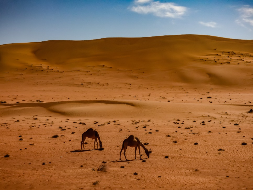 Expedice Omán - velbloudi na poušti